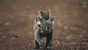 Koala GIF by Nat Geo Wild