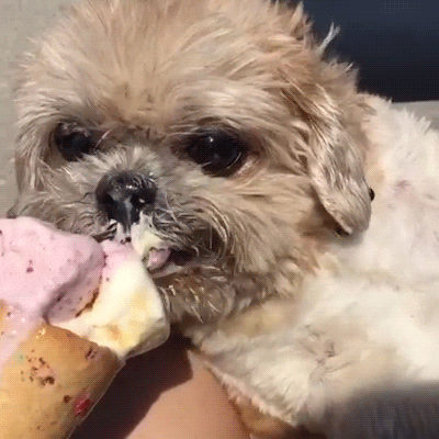ice cream puppy GIF