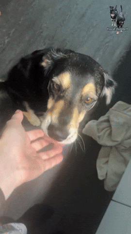 LordBobbel max lord hunde käse GIF