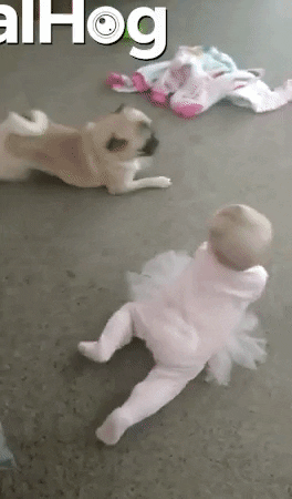 Video gif. Pug and baby crawl around on the floor the same way, moving with their arms and letting their legs drag behind them.