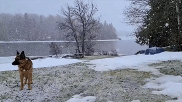 German Shepherd Takes in Snow as Major Storm Sweeps Ontario