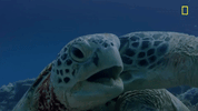 Nat Geo Ocean GIF by National Geographic Channel