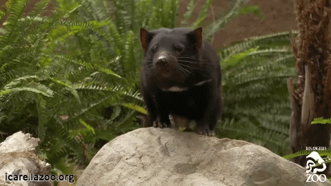 Endangered Species Australia GIF by Los Angeles Zoo and Botanical Gardens