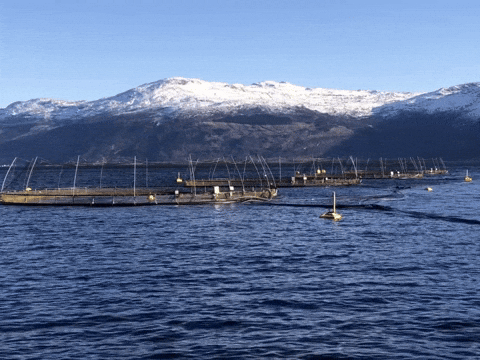 EATiP aquaphoenixeu GIF