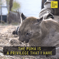 Animal Rescue GIF by 60 Second Docs