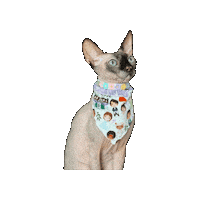 Hairless Cat Sticker by Geekster Pets