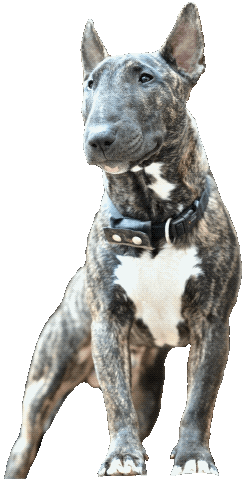 Dog Sticker by B74 SELECTED GOODS