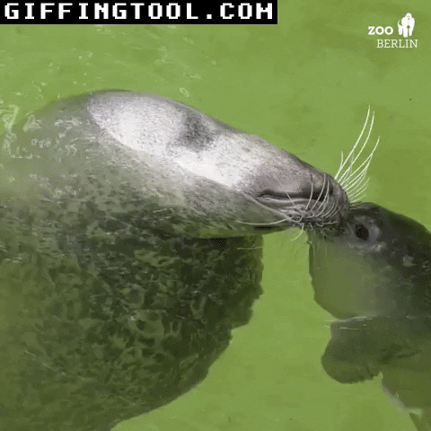 giphyupload GIF