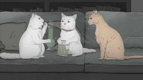 season 1 cats GIF by Animals
