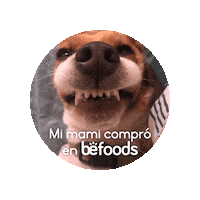 Befoods dog perro megan perrito Sticker