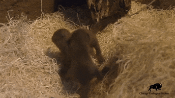 Cute Animals GIF by Brookfield Zoo
