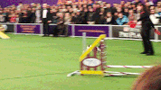 dog GIF by Westminster Kennel Club
