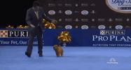 national dog show 2018 GIF by NBC