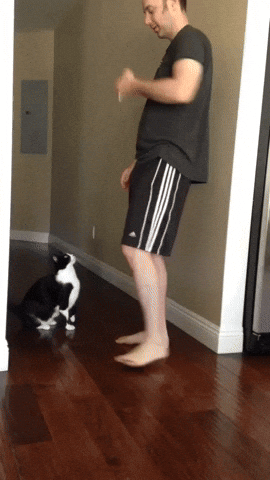 cuteanimalland giphyupload GIF