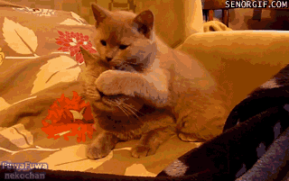 cat kittens GIF by Cheezburger