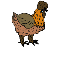 Chickens Silkies Sticker