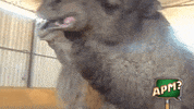Cringe Creep GIF by Alguna Pregunta Més?