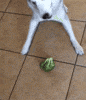 broccoli GIF