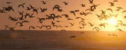 baby animals fox GIF