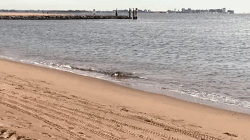 Fur Seal Lives His Best Life Sunbathing on Staten Island Beach