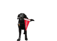 Sasha Sticker by Harvard Alumni Association