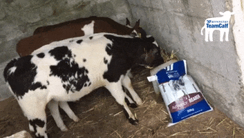 Farm Calf GIF by Wynnstay Agriculture