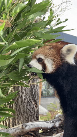 Hungry Red Panda GIF by Valley Zoo Development Society