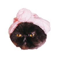 muaddibthecat cat relax bubbles bath Sticker