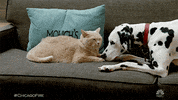 GIF by NBC