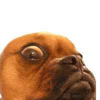 Dog Eye Sticker by Justin