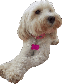 whenninametellie dog puppy side eye paws Sticker