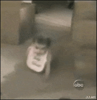 animals being dicks pounce GIF