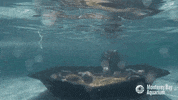 sea otter GIF by Monterey Bay Aquarium