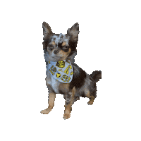 Chihuahua International Dog Day Sticker by Geekster Pets