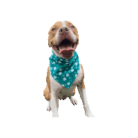 Oliver Happy Dog Sticker by Geekster Pets