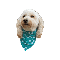Golden Doodle Beckett Sticker by Geekster Pets