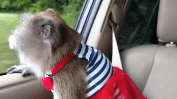 Patriotic Monkey Celebrated Independence Day in Style