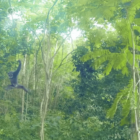 Pbs Nature Monkey GIF by Nature on PBS