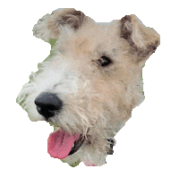 Wire Fox Terrier Sticker
