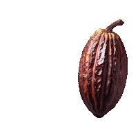 Chocolate Cacau Sticker by DeCacau Store