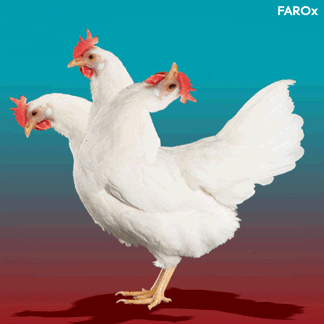 monster chicken GIF by FAROx
