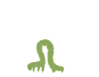 Hawaii Caterpillar Sticker