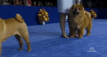 National Dog Show 2018 GIF by NBC