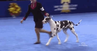 national dog show 2018 GIF by NBC