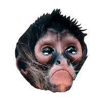 Sad Sanctuary Sticker by akumalmonkeysanctuary