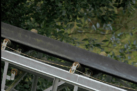 fox deal with it GIF