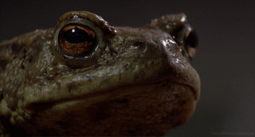 common toad GIF by Head Like an Orange