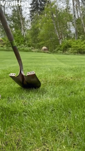 Lawn Zit