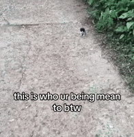 Im Cat GIF