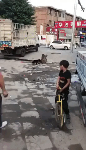 GifVif giphyupload monkey stealing bike from doggo GIF